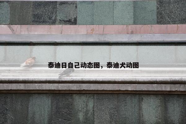 泰迪 第12页