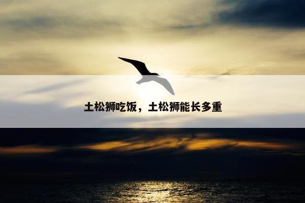土松狮吃饭，土松狮能长多重