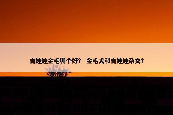 吉娃娃金毛哪个好？ 金毛犬和吉娃娃杂交？