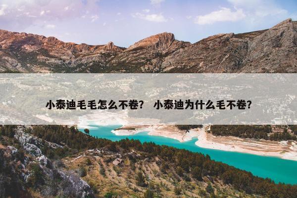 小泰迪毛毛怎么不卷？ 小泰迪为什么毛不卷？