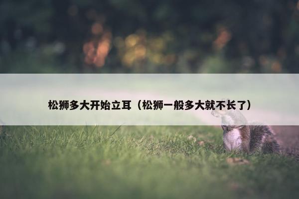松狮多大开始立耳（松狮一般多大就不长了）