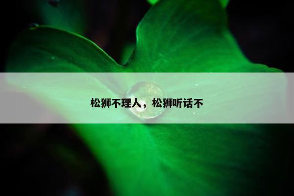 松狮 第10页