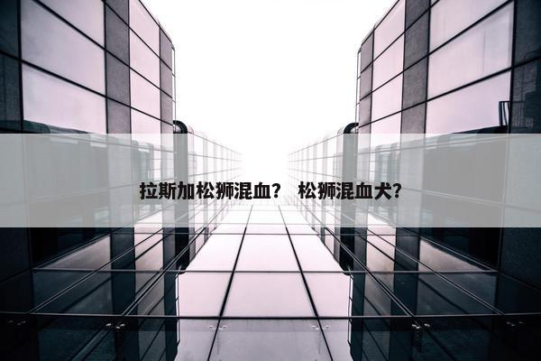 拉斯加松狮混血？ 松狮混血犬？