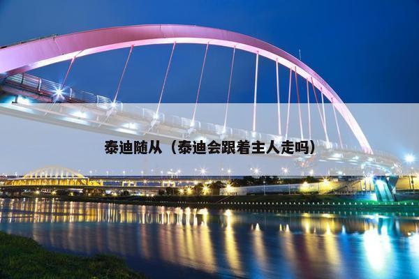 泰迪随从（泰迪会跟着主人走吗）
