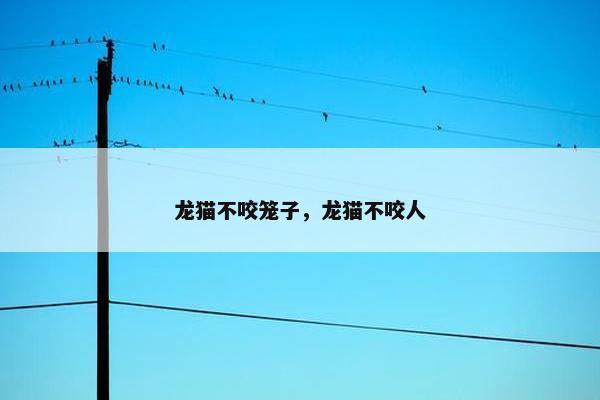 龙猫不咬笼子，龙猫不咬人
