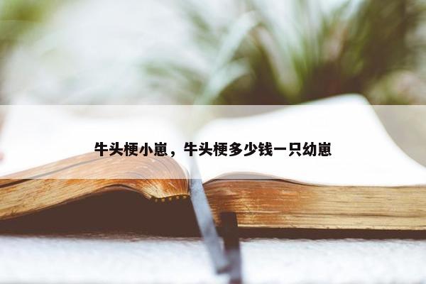 牛头梗 第8页
