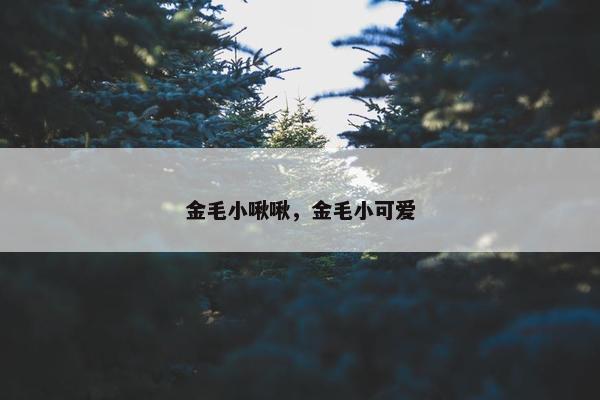 金毛小啾啾，金毛小可爱