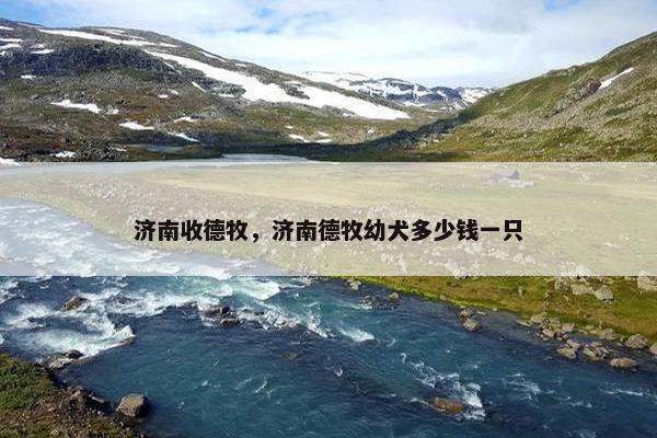 济南收德牧，济南德牧幼犬多少钱一只