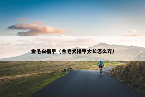 金毛白指甲（金毛犬指甲太长怎么弄）