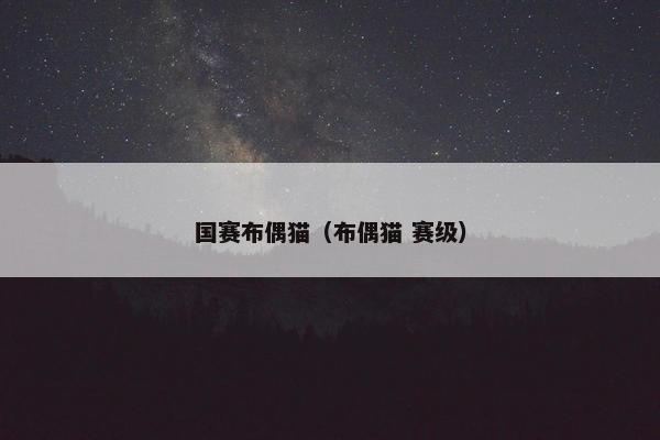 国赛布偶猫（布偶猫 赛级）