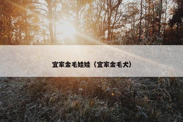 宜家金毛娃娃（宜家金毛犬）