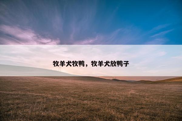 牧羊犬牧鸭，牧羊犬放鸭子