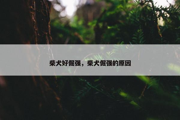 柴犬好倔强，柴犬倔强的原因