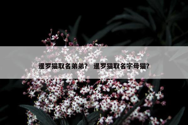 暹罗猫 第9页