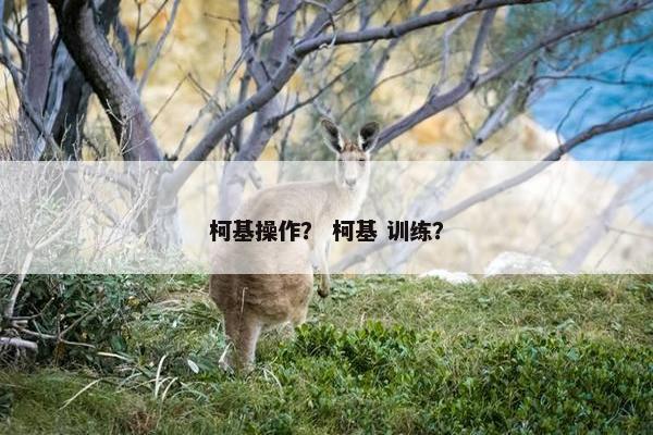柯基操作？ 柯基 训练？