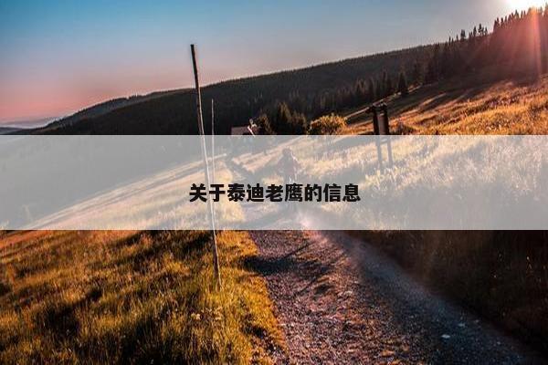 关于泰迪老鹰的信息