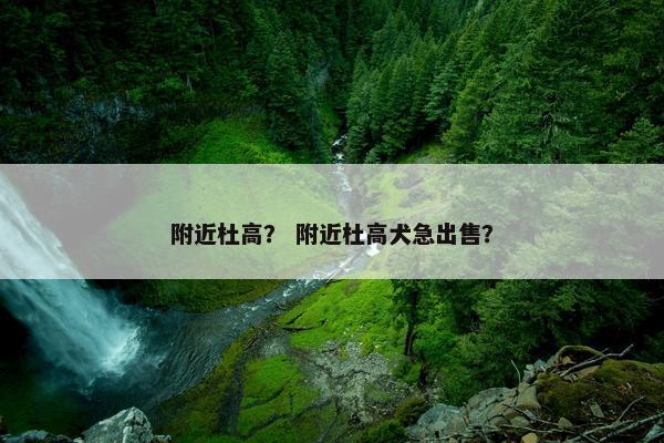 附近杜高？ 附近杜高犬急出售？