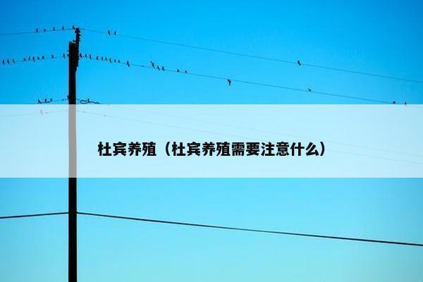 杜宾养殖（杜宾养殖需要注意什么）