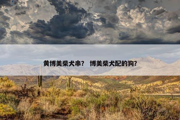 黄博美柴犬串？ 博美柴犬配的狗？