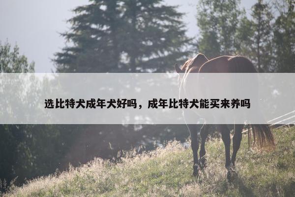 选比特犬成年犬好吗，成年比特犬能买来养吗