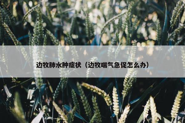 边牧肺水肿症状（边牧喘气急促怎么办）