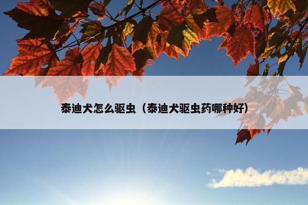 泰迪 第9页