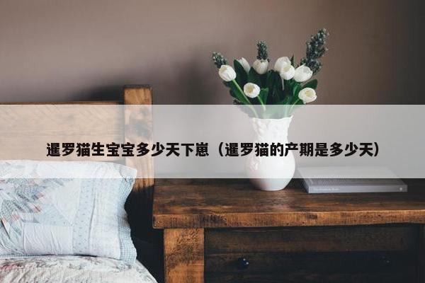 暹罗猫 第8页