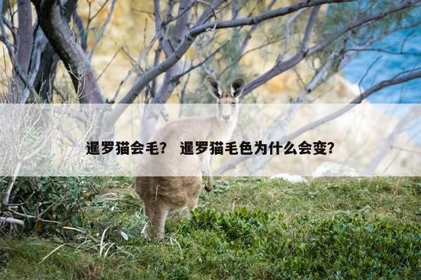 暹罗猫会毛？ 暹罗猫毛色为什么会变？