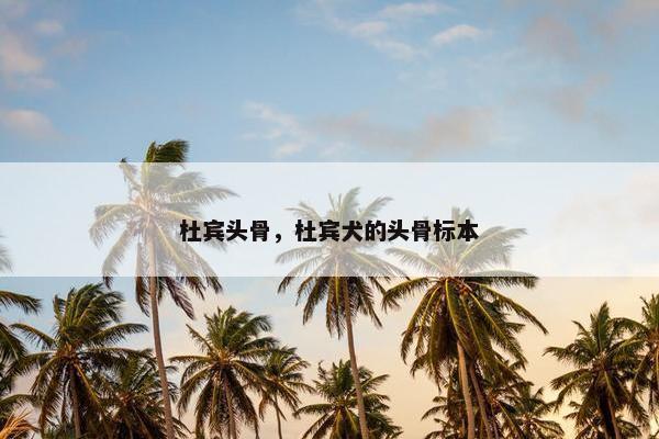 杜宾头骨，杜宾犬的头骨标本