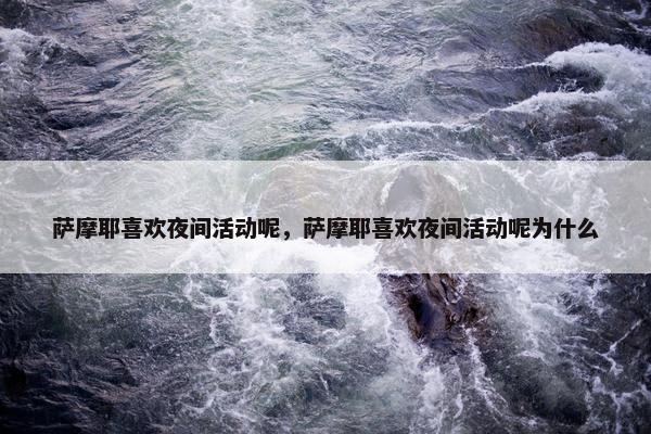 萨摩耶喜欢夜间活动呢，萨摩耶喜欢夜间活动呢为什么