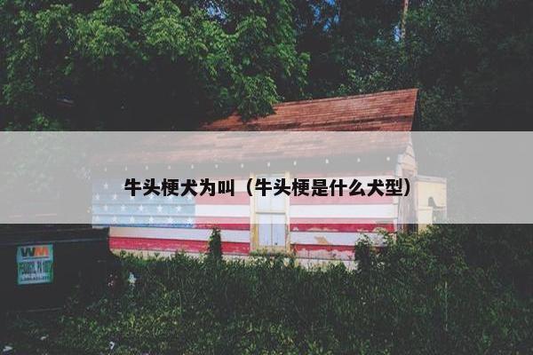 牛头梗犬为叫（牛头梗是什么犬型）