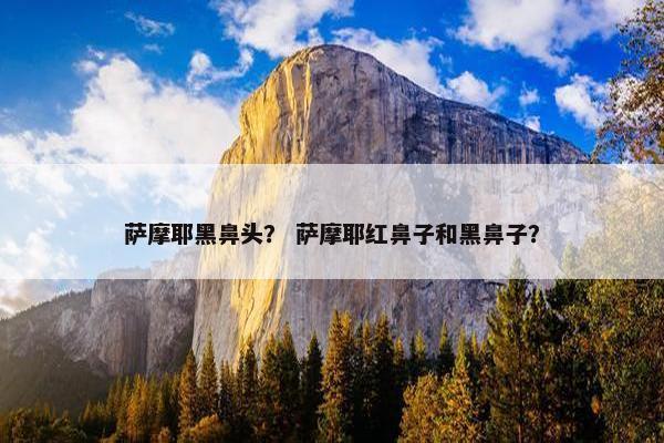 萨摩耶黑鼻头？ 萨摩耶红鼻子和黑鼻子？
