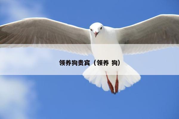 贵宾 第8页