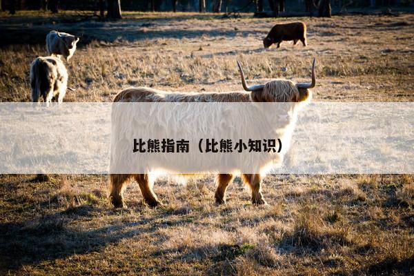 比熊指南（比熊小知识）