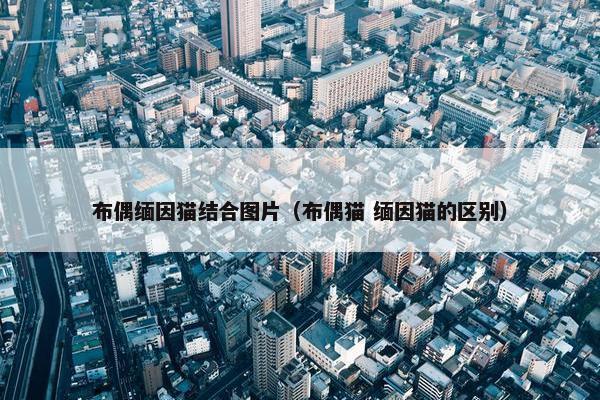 布偶缅因猫结合图片（布偶猫 缅因猫的区别）