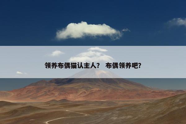 领养布偶猫认主人？ 布偶领养吧？