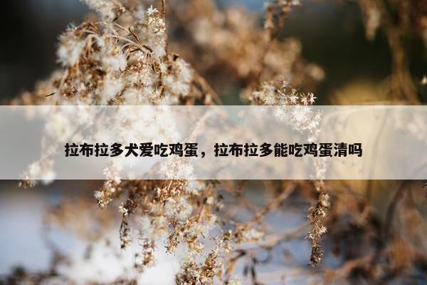 鸡蛋