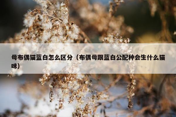 母布偶猫蓝白怎么区分（布偶母跟蓝白公配种会生什么猫咪）