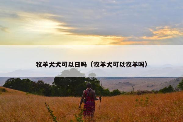 牧羊犬犬可以日吗（牧羊犬可以牧羊吗）