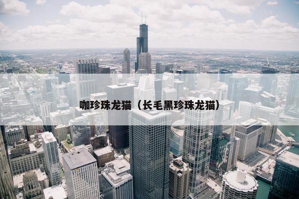 咖珍珠龙猫（长毛黑珍珠龙猫）