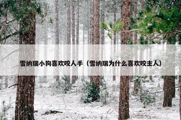 雪纳瑞小狗喜欢咬人手（雪纳瑞为什么喜欢咬主人）