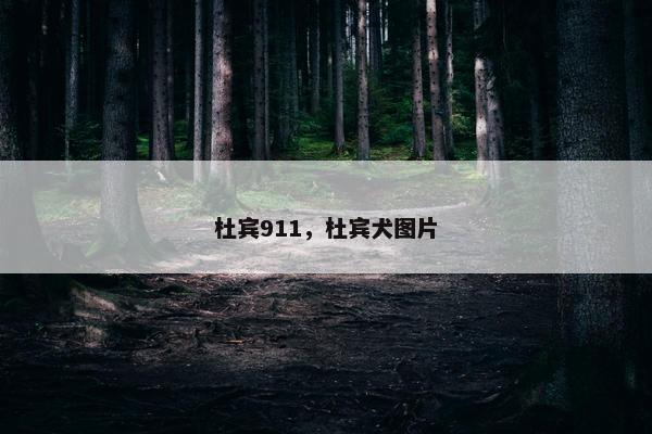 杜宾911，杜宾犬图片