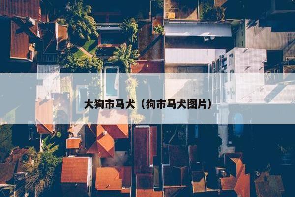 大狗市马犬（狗市马犬图片）