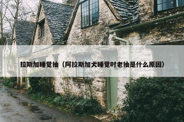 拉斯加睡觉抽（阿拉斯加犬睡觉时老抽是什么原因）