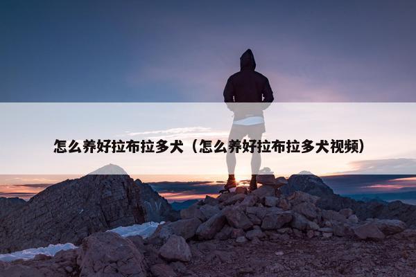 怎么养好拉布拉多犬（怎么养好拉布拉多犬视频）