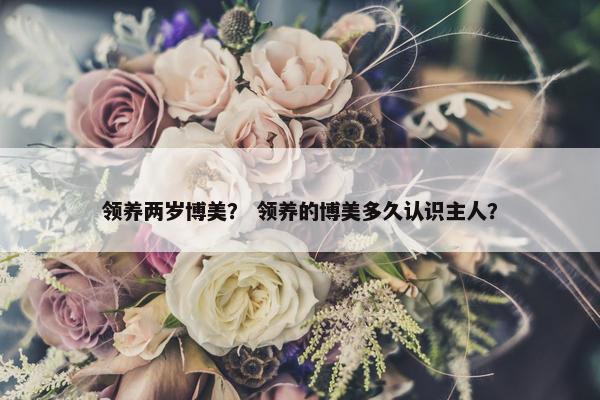 领养两岁博美？ 领养的博美多久认识主人？