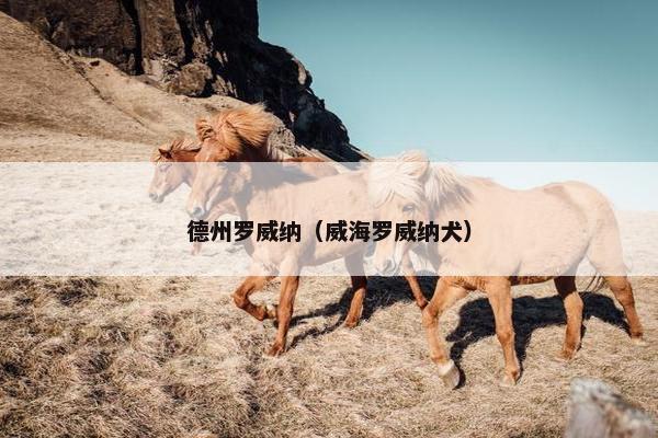 德州罗威纳（威海罗威纳犬）