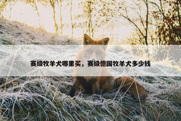 赛级牧羊犬哪里买，赛级德国牧羊犬多少钱