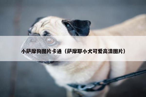 小萨摩狗图片卡通（萨摩耶小犬可爱高清图片）