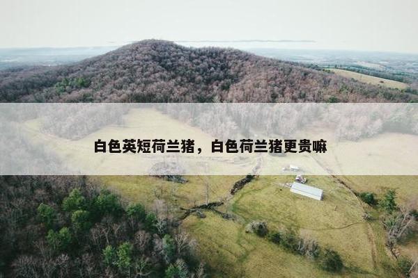 白色英短荷兰猪，白色荷兰猪更贵嘛